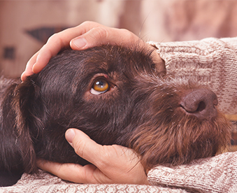 calm dog trainer doghands of owner petting a dog