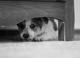 fearful dog behavior training in home fearful dog hiding under bed
