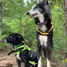 two trained dogs outdoors Millie & Inca hiking