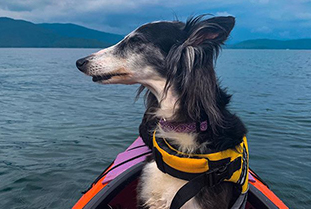 trained dog kayaking Inca kayaking