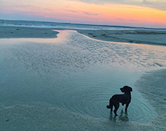 positive dog training beach Millie at the beach