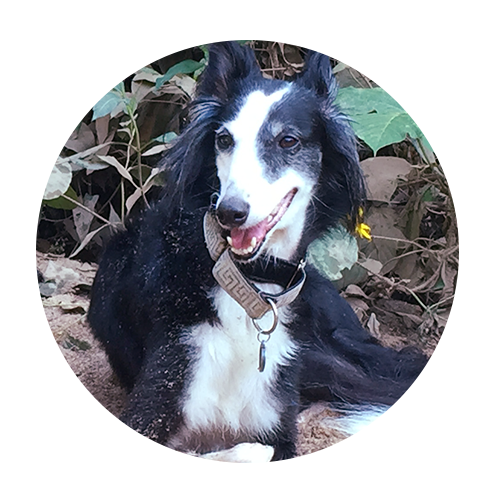 trained dog sitting SILKEN WINDHOUND Inca
