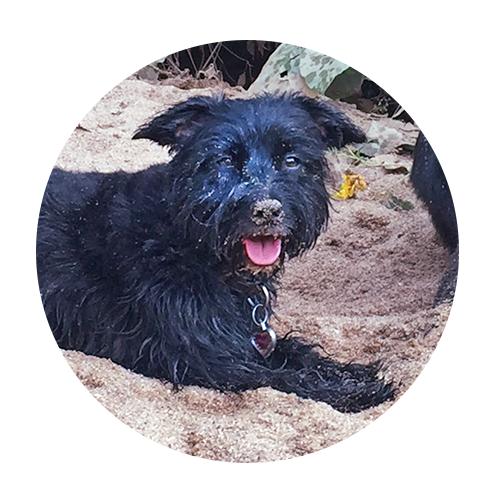 trained terrier dog greenville CAIRN TERRIER X WIREHAIR DACHSHUND Millie