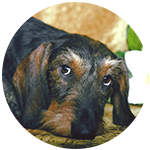 Standard Wirehair Dachshund dog behavior training grenville