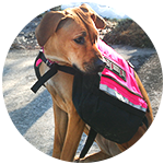 Rhodesian Ridgeback dog behavior training grenville