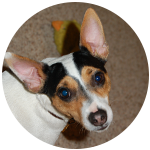 Jack Russell Terrie dog behavior training Grenville