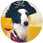 Silken Windhound dog behavior training grenville