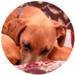 Rhodesian Ridgeback dog behavior training grenville