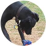 American Pit Bull Terrier dog behavior training grenville