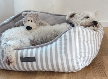 dog sleeping in a pet bed at home dog sleeping in a pet bed at home