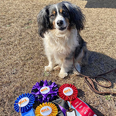 adara2 megan shevlin, assistant dog trainer and Leo