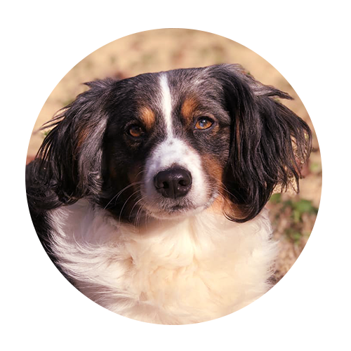 dogs-adara megan shevlin, assistant dog trainer and Leo