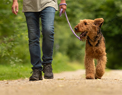 dogs-picshigh6-1-1 Man runs with his dog