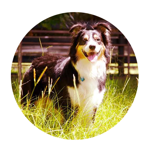 dogs-Gulliver megan shevlin, assistant dog trainer and Leo