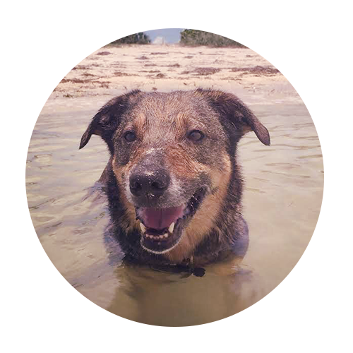 dogs-Opie megan shevlin, assistant dog trainer and Leo