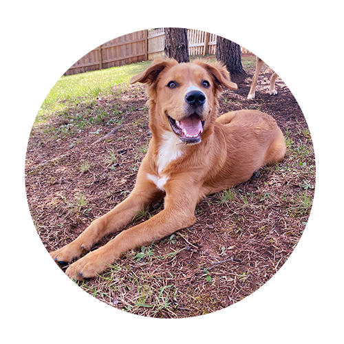 dogs-Pippa dogs-Opie