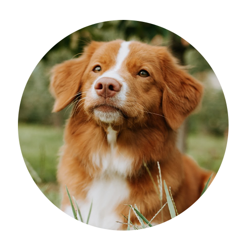 dogs-adara-Riesling Riesling