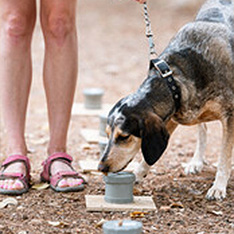 dogs-picshigh-20 dog inside of a camping tent with men