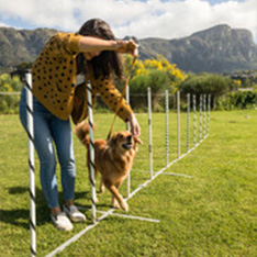 dogs-picshigh21 doghands of owner petting a dog