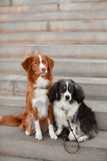image2 megan shevlin, assistant dog trainer and Leo