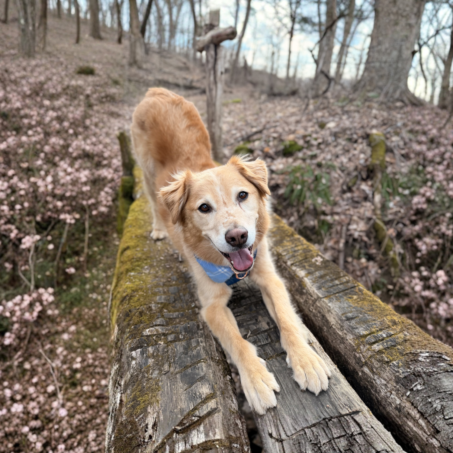 Percy megan shevlin, assistant dog trainer and Leo