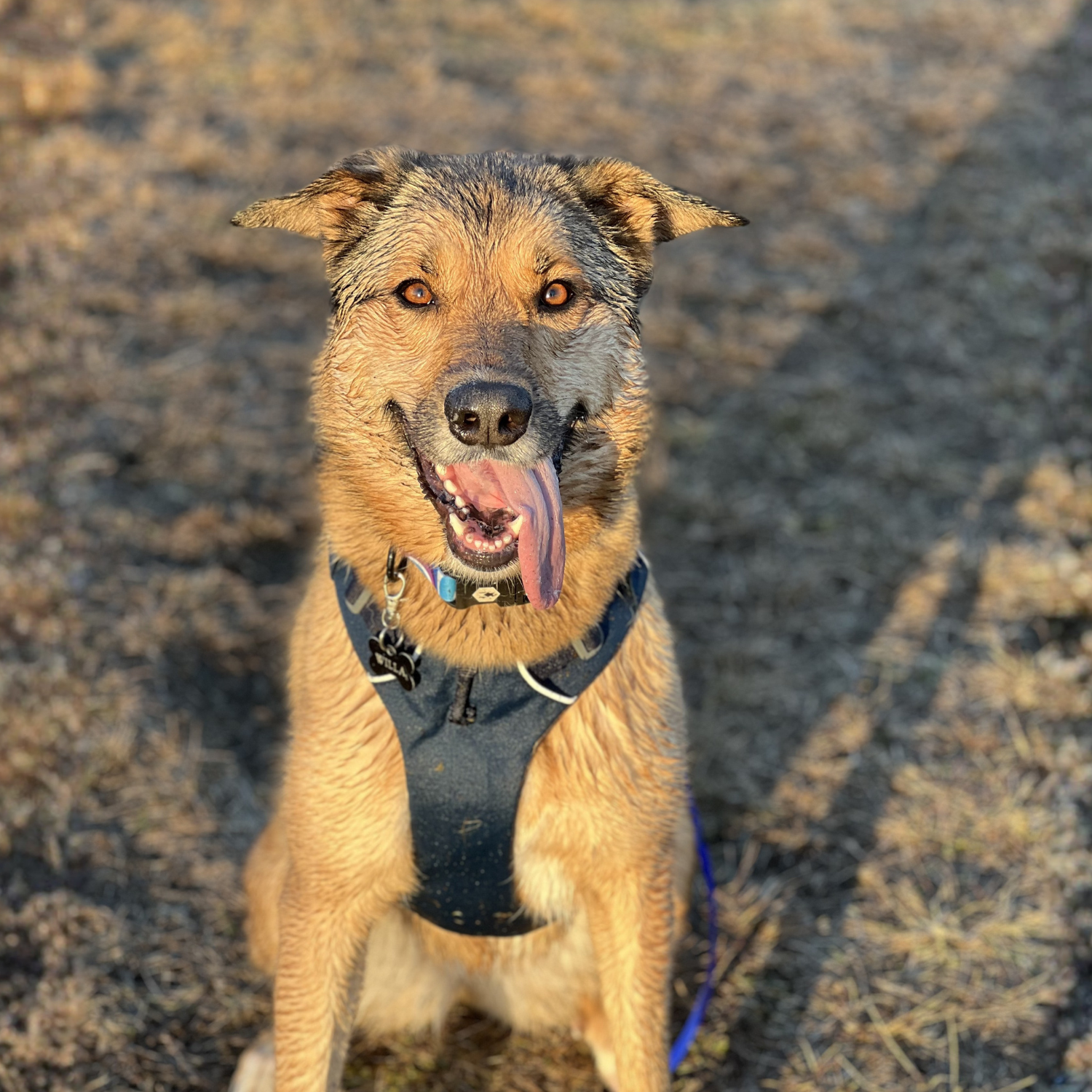 Willa dogs-Opie